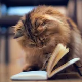 Книжный чат