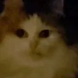 Чат/Chat