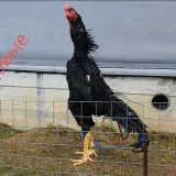 Калуга Бойцовые O-SHAMO (Official Group) [ВСЕРОССИЙСКОЕ ОБЩЕСТВО ЛЮБИТЕЛЕЙ ПТИЦЫ VOLP 🐓]