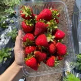 Клубничное поле. Клубника в подмосковье